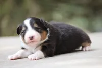 Bobber, a female Australian Shepherd for sale in Lake City, MI – Photo 2 of 10