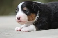 Bobber, a female Australian Shepherd for sale in Lake City, MI – Photo 1 of 10