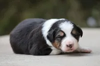 Bobber, a female Australian Shepherd for sale in Lake City, MI – Photo 3 of 10