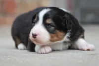 Bobber, a female Australian Shepherd for sale in Lake City, MI – Photo 7 of 10