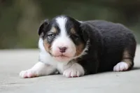 Bobber, a female Australian Shepherd for sale in Lake City, MI – Photo 5 of 10