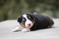 Bobber, a female Australian Shepherd for sale in Lake City, MI – Photo 6 of 10