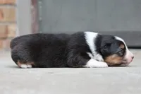 Bobber, a female Australian Shepherd for sale in Lake City, MI – Photo 8 of 10