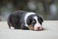 Bobber, a female Australian Shepherd for sale in Lake City, MI – Photo 4 of 10