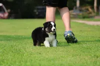Pop!, a male Australian Shepherd for sale in Lake City, MI – 2 of 9