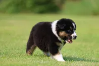Crackle , a male Australian Shepherd for sale in Lake City, MI – 2 of 8
