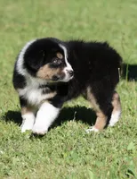Crackle , a female Australian Shepherd for sale in Lake City, MI – 7 of 10