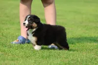 Crackle , a male Australian Shepherd for sale in Lake City, MI – 3 of 8