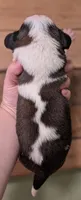 Zeus , a male Saint Bernard for sale in Embarrass, MN – 3 of 3