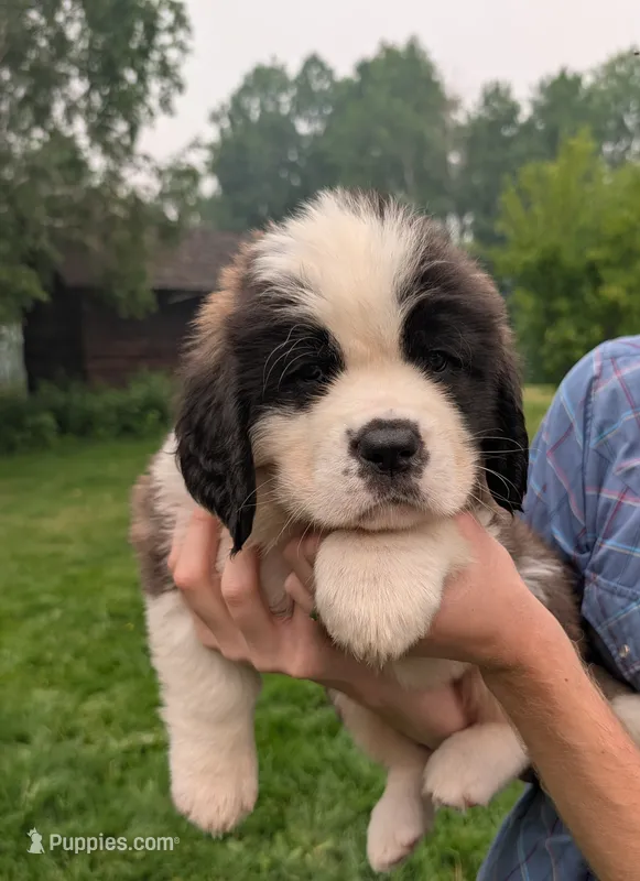 Demeter – Saint Bernard puppy for sale in Embarrass, MN