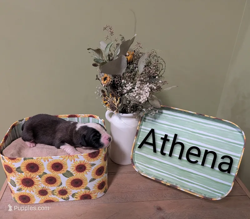 Athena  – Saint Bernard puppy for sale in Embarrass, MN
