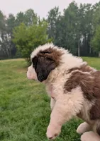 Hera, a female Saint Bernard for sale in Embarrass, MN – 2 of 10