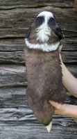 Hestia , a female Saint Bernard for sale in Embarrass, MN – 6 of 10