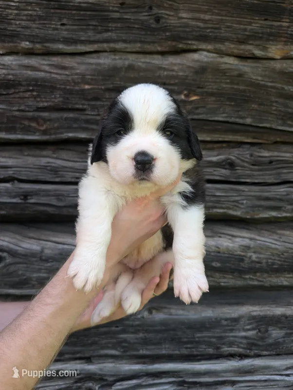 Hestia  – Saint Bernard puppy for sale in Embarrass, MN