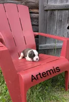 Artemis, a female Saint Bernard for sale in Embarrass, MN – 6 of 10