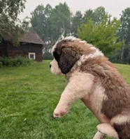 Artemis, a female Saint Bernard for sale in Embarrass, MN – 2 of 10