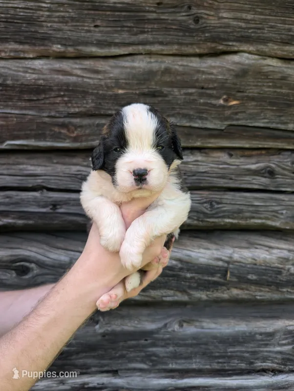 Artemis – Saint Bernard puppy for sale in Embarrass, MN
