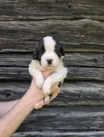 Artemis, a female Saint Bernard for sale in Embarrass, MN – 4 of 10