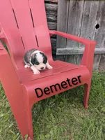 Demeter, a female Saint Bernard for sale in Embarrass, MN – 5 of 10
