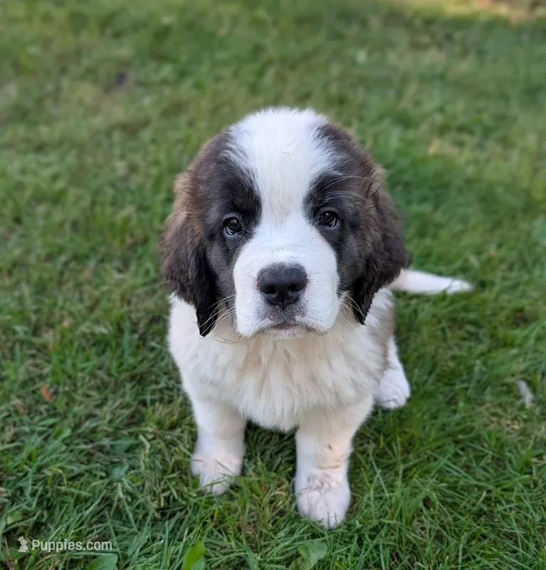 Artemis – Saint Bernard puppy for sale in Embarrass, MN