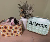 Artemis, a female Saint Bernard for sale in Embarrass, MN – 1 of 3