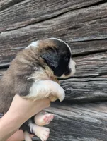 Athena , a female Saint Bernard for sale in Embarrass, MN – 5 of 9