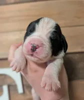 Artemis, a female Saint Bernard for sale in Embarrass, MN – 2 of 3