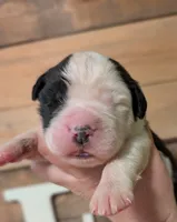 Aphrodite , a female Saint Bernard for sale in Embarrass, MN – 3 of 3