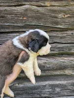Hestia , a female Saint Bernard for sale in Embarrass, MN – 7 of 10
