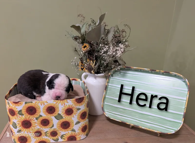 Hera – Saint Bernard puppy for sale in Embarrass, MN