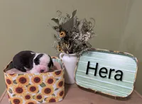 Hera, a female Saint Bernard for sale in Embarrass, MN – 1 of 3