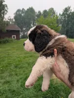 Hestia , a female Saint Bernard for sale in Embarrass, MN – 2 of 10