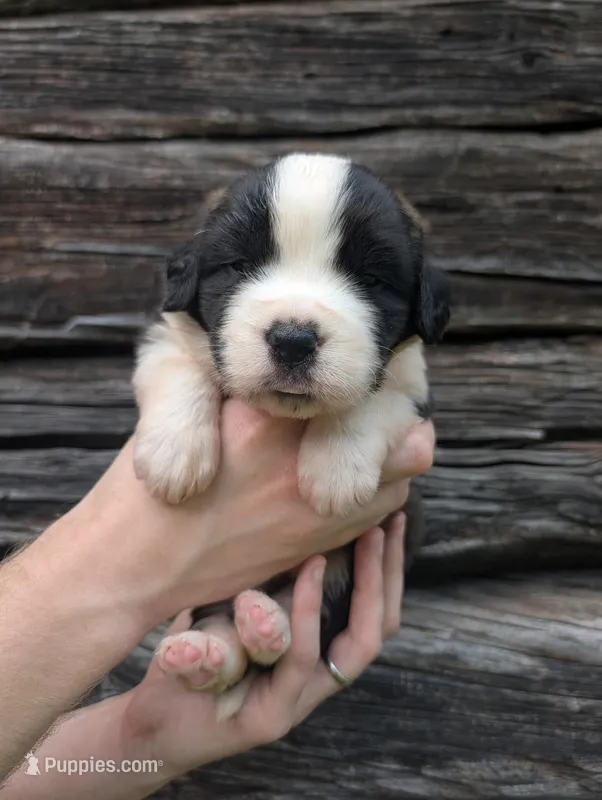 Athena  – Saint Bernard puppy for sale in Embarrass, MN