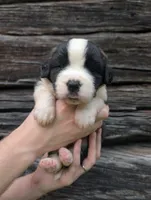 Athena , a female Saint Bernard for sale in Embarrass, MN – 4 of 9