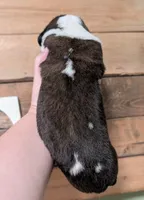 Poseidon , a male Saint Bernard for sale in Embarrass, MN – 3 of 3