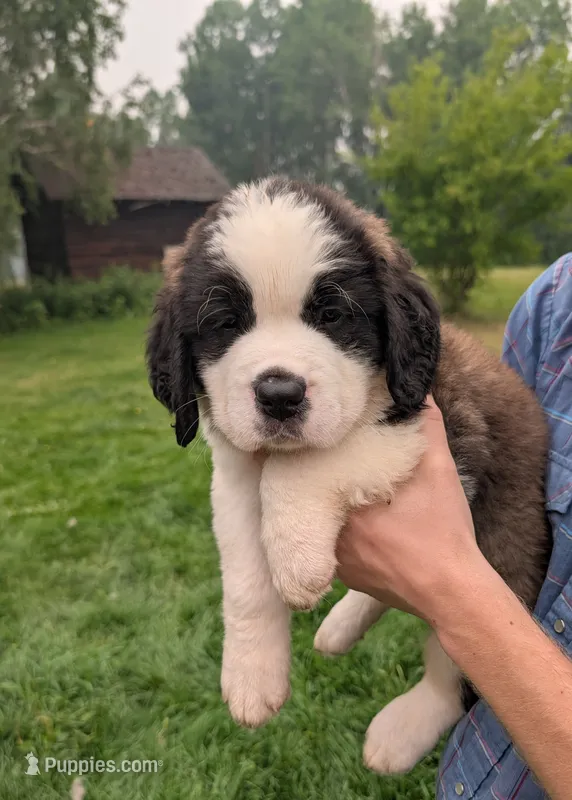 Hestia  – Saint Bernard puppy for sale in Embarrass, MN