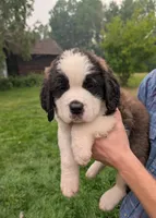 Hestia , a female Saint Bernard for sale in Embarrass, MN – 1 of 10