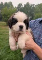 Hera, a female Saint Bernard for sale in Embarrass, MN – 1 of 10