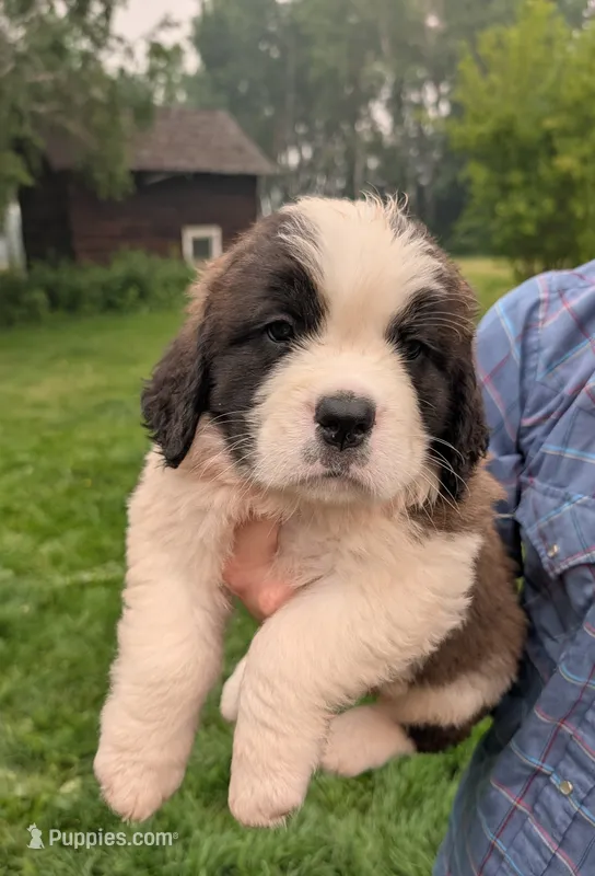 Artemis – Saint Bernard puppy for sale in Embarrass, MN