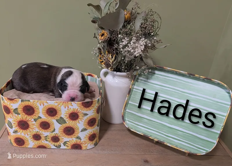 Hades – Saint Bernard puppy for sale in Embarrass, MN