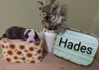 Hades, a male Saint Bernard for sale in Embarrass, MN – 1 of 3
