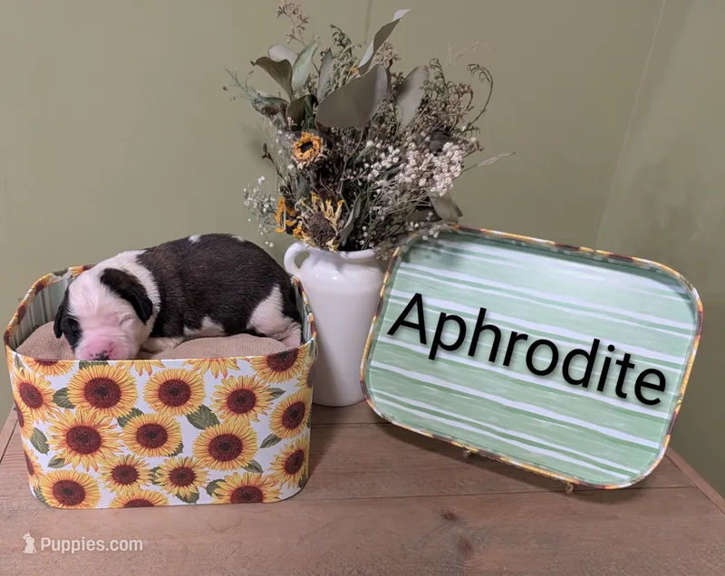 Aphrodite  – Saint Bernard puppy for sale in Embarrass, MN