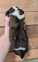 Artemis, a female Saint Bernard for sale in Embarrass, MN – 3 of 3