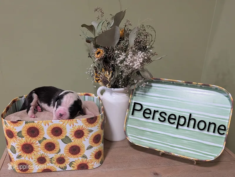 Persephone  – Saint Bernard puppy for sale in Embarrass, MN