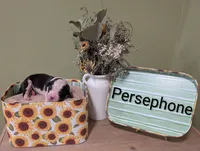 Persephone , a female Saint Bernard for sale in Embarrass, MN – 1 of 3