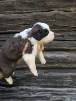 Hera, a female Saint Bernard for sale in Embarrass, MN – 7 of 10