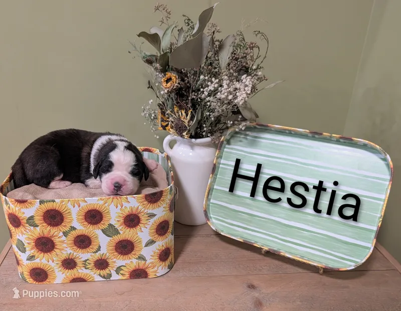 Hestia  – Saint Bernard puppy for sale in Embarrass, MN