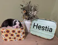 Hestia , a female Saint Bernard for sale in Embarrass, MN – 1 of 3