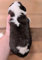 Hera, a female Saint Bernard for sale in Embarrass, MN – 3 of 3