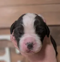 Athena , a female Saint Bernard for sale in Embarrass, MN – 2 of 3